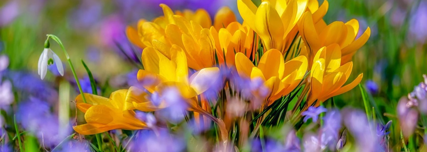 Blumenwiese