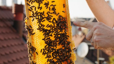 Bienenwachs