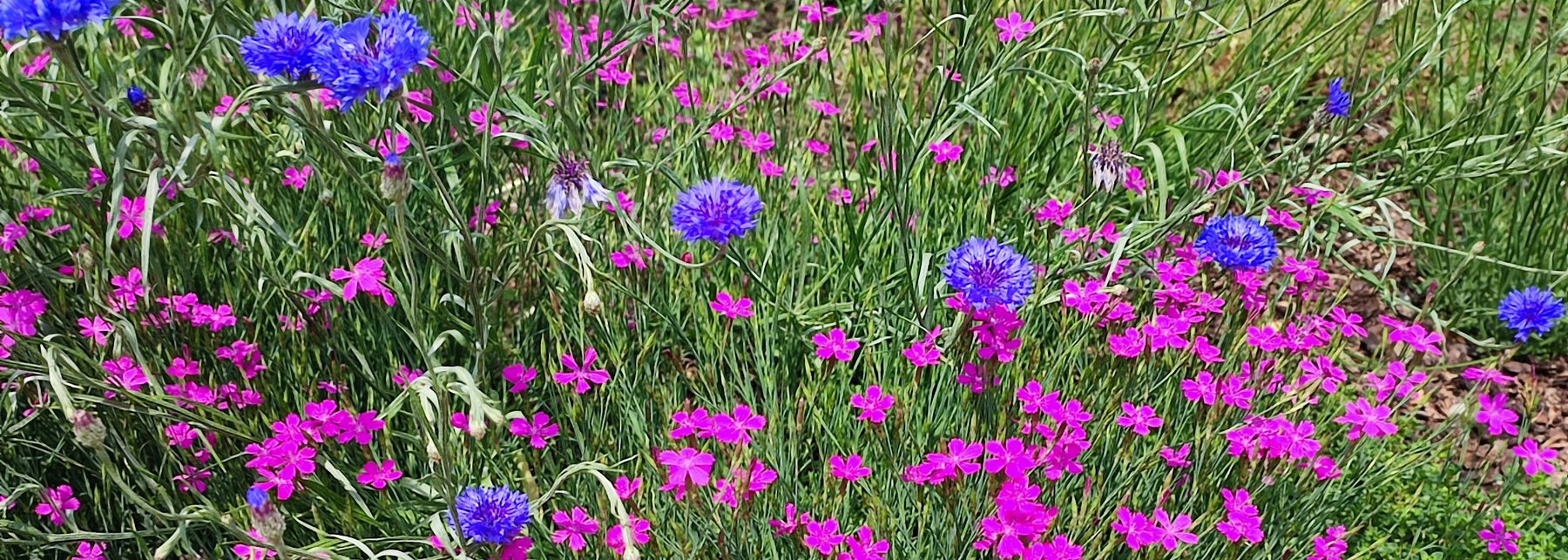 Wildpflanzen