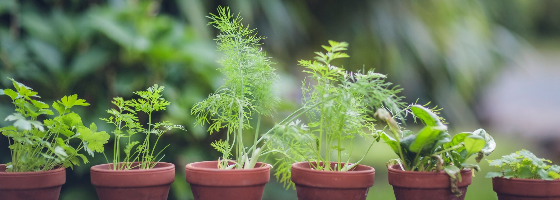 Pflanzentöpfe mit Pflanzen