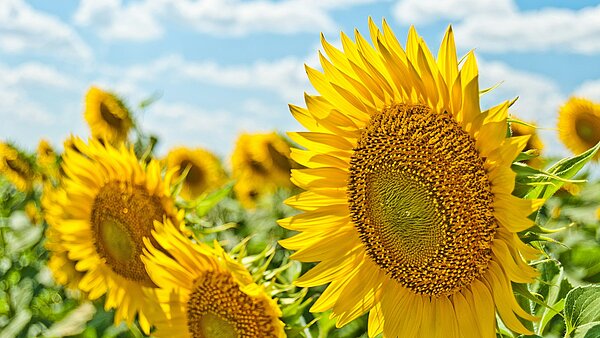 Blauer Himmel mit Wölkchen, davor ein Sonnenblumenfeld