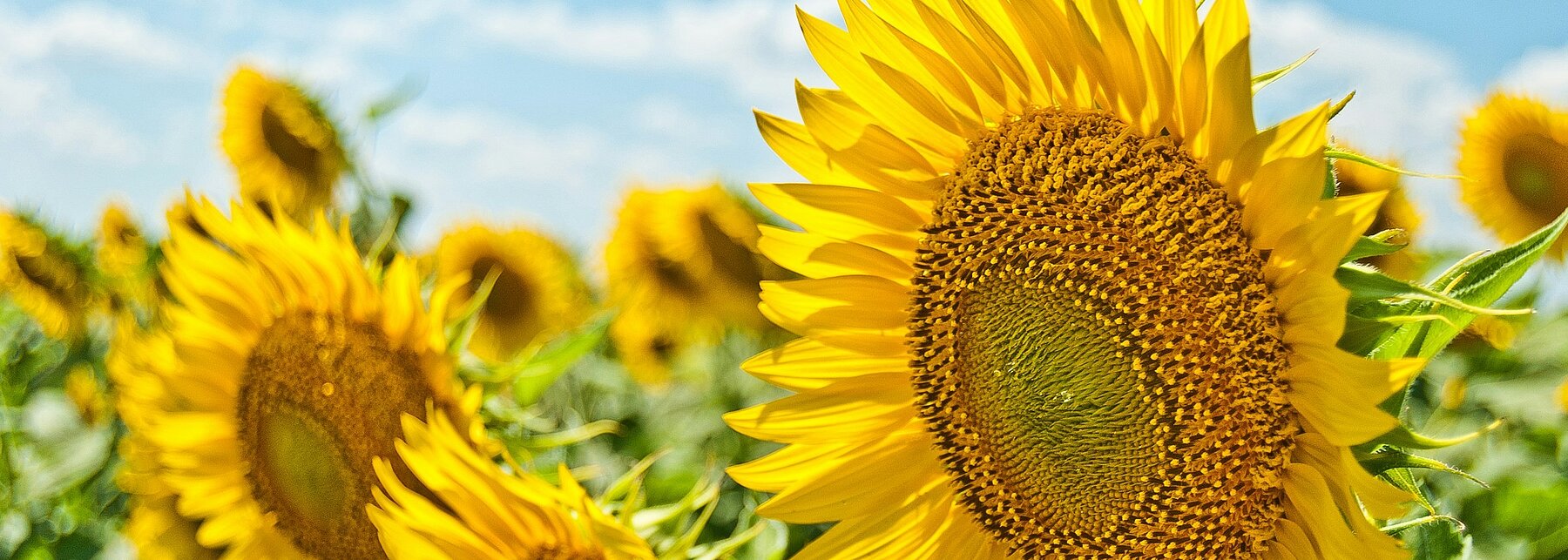 Blauer Himmel mit Wölkchen, davor ein Sonnenblumenfeld
