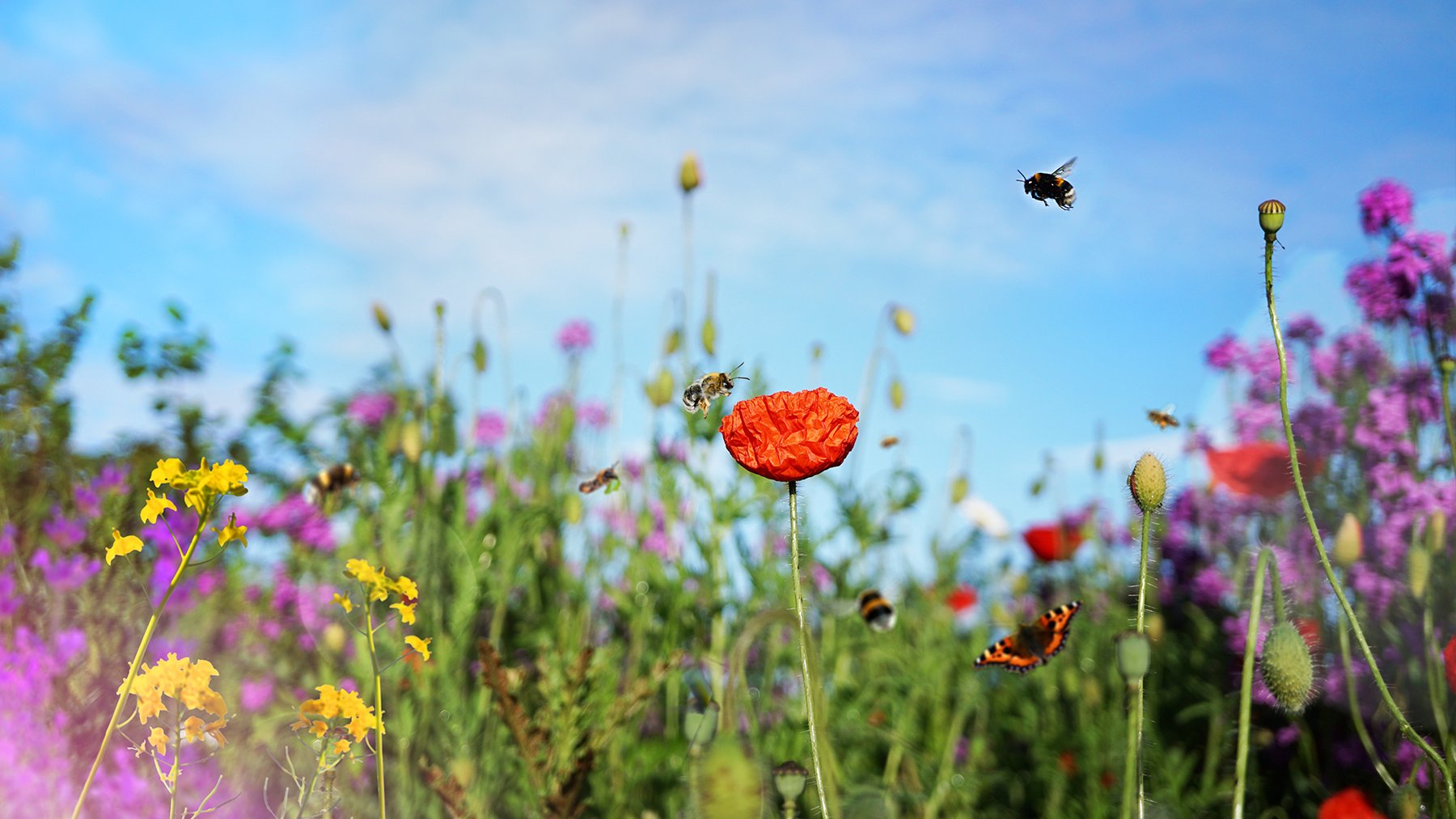 Blumenwiese mit Insekten