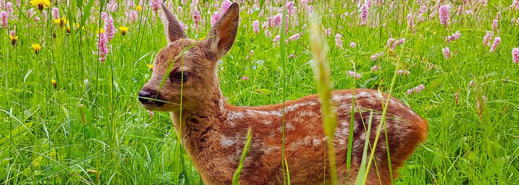 Filmstill Die Wiese – Ein Paradies nebenan