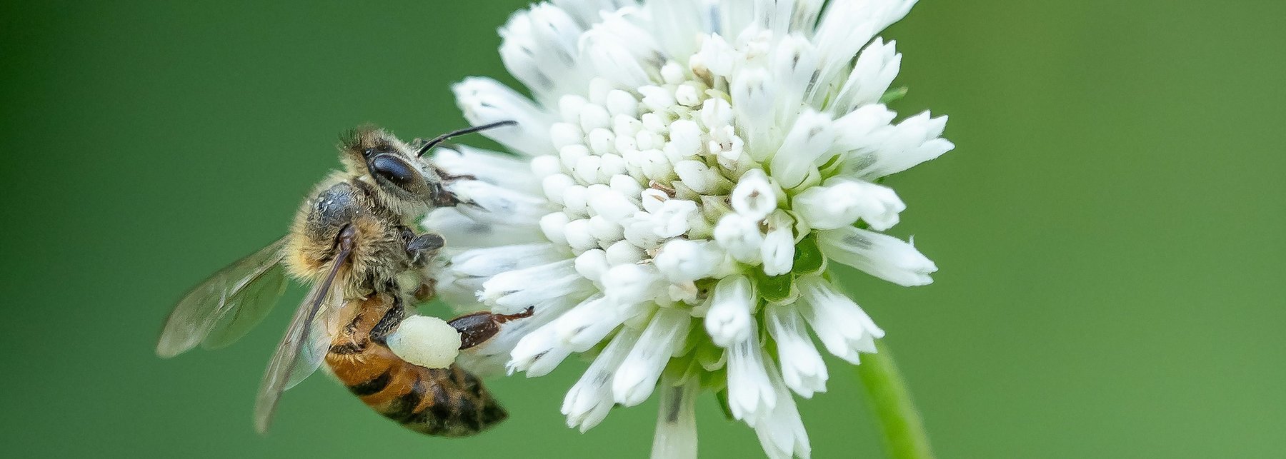 auf einem weiß blühenden Klee ist eine Biene vor grünem Hintergrund zu sehen