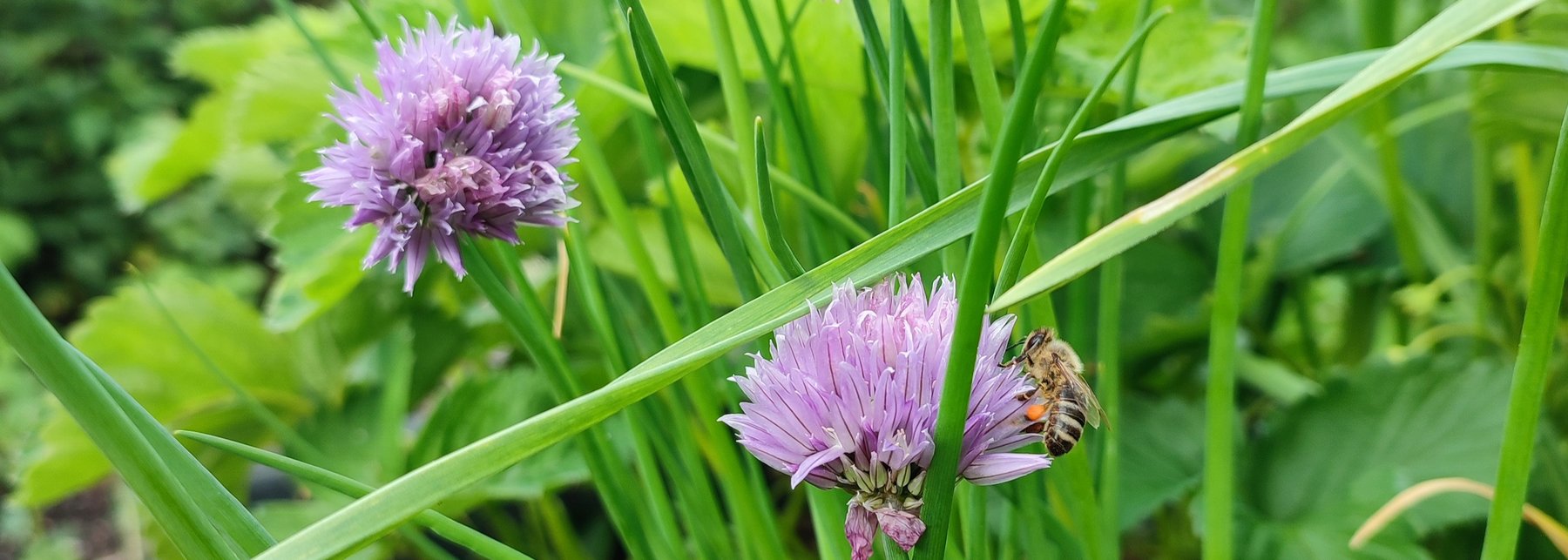 in einem Hochbeet ist blühender Schnittlauch zu sehen. Auf der Schnittlauchblüte sitzt eine Biene