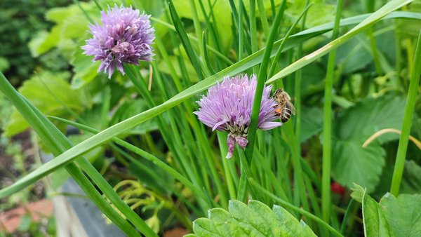 in einem Hochbeet ist blühender Schnittlauch zu sehen. Auf der Schnittlauchblüte sitzt eine Biene