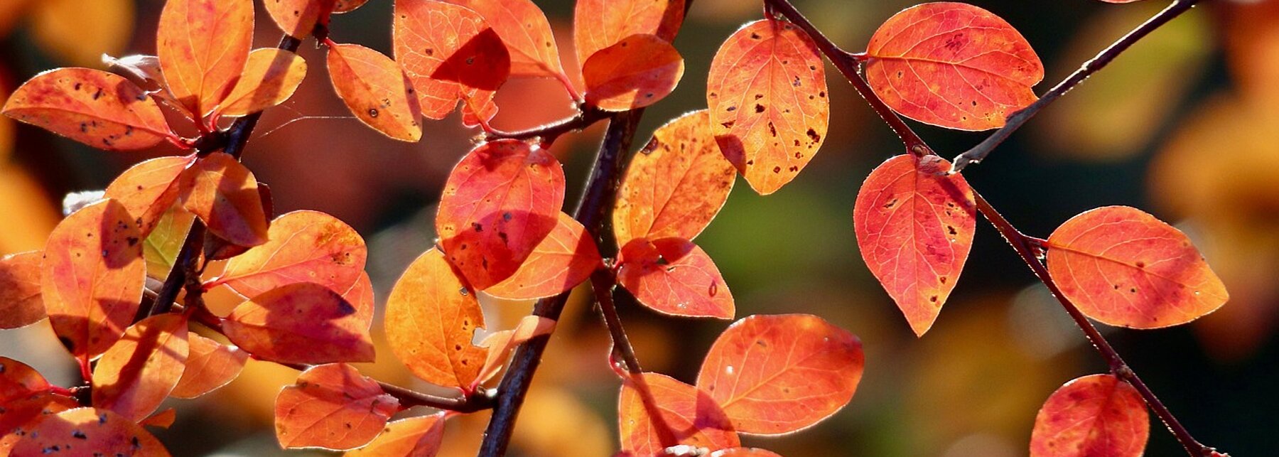 Rote Blätter im Herbst