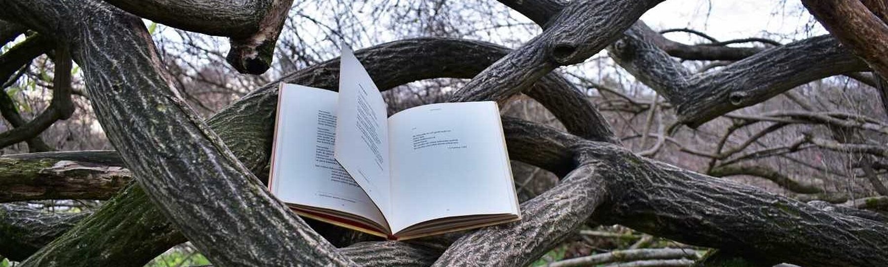 aufgeschlagenes Buch in einer Astgabel