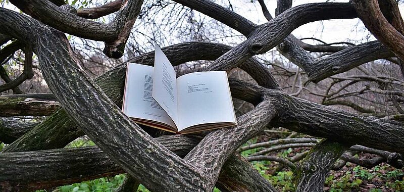 aufgeschlagenes Buch in einer Astgabel