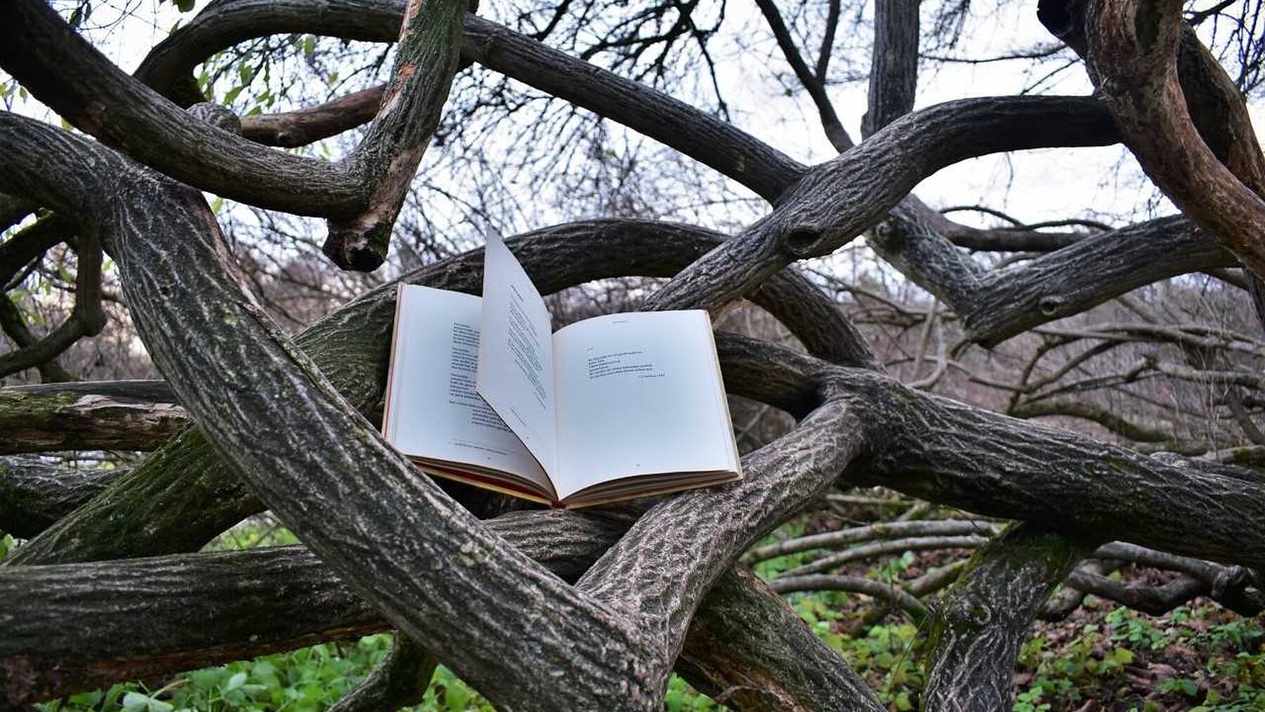 aufgeschlagenes Buch in einer Astgabel