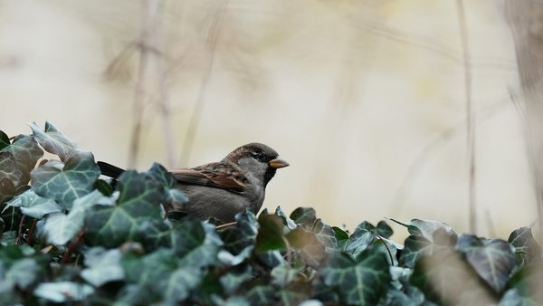 Spatz im Efeu