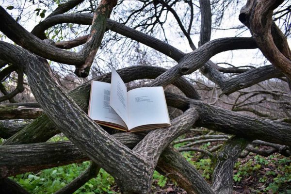 aufgeschlagenes Buch in einer Astgabel
