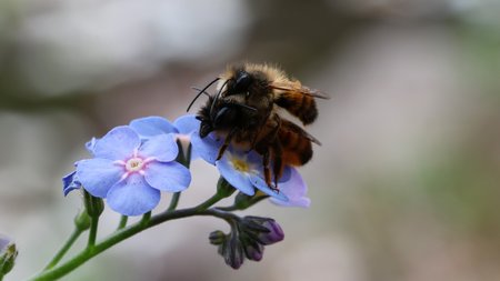 Bienen auf einer Blüte