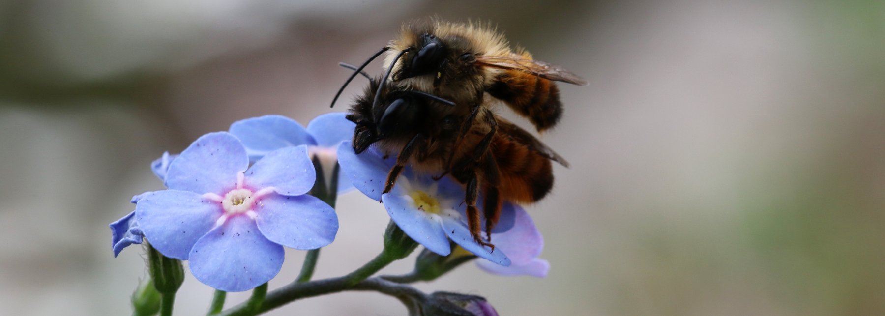 Bienen auf einer Blüte