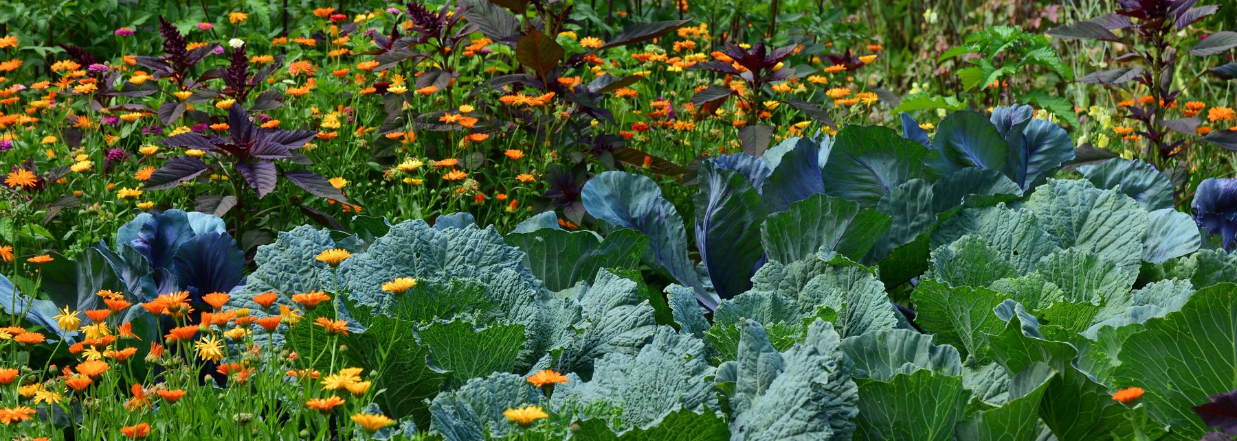 Garten mit diversen Pflanzen