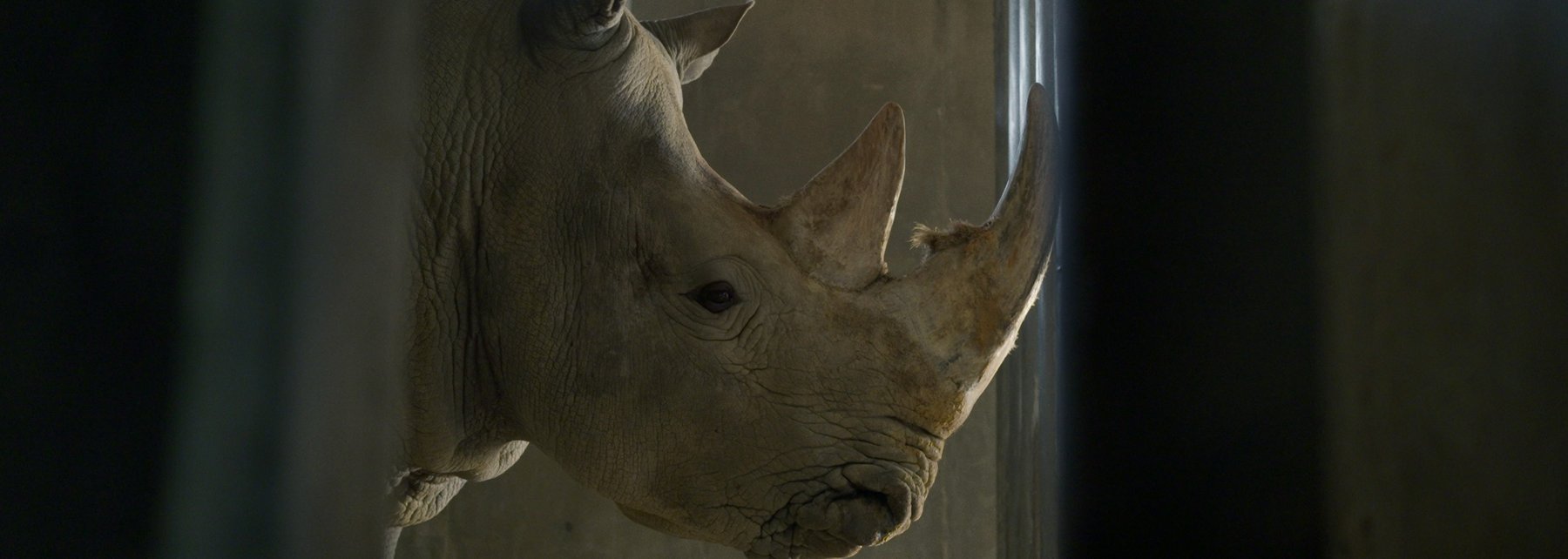 Porträt des Nashorns "Shalom" im Bibelzoo von Jerusalem