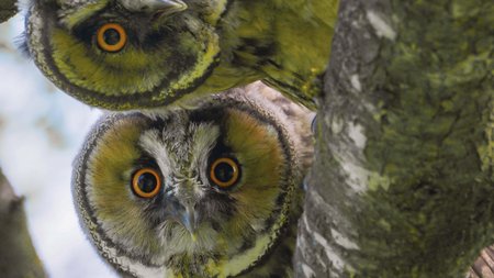 Zwei junge Waldohreulen