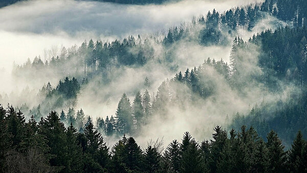 Nebelschwaden über einem Bergwald