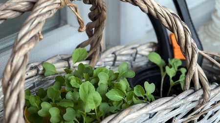 Korb mit Pflanzen