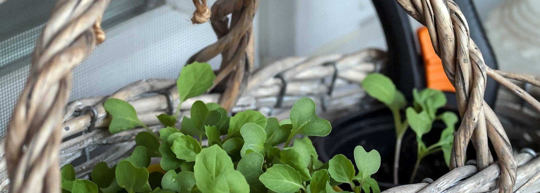 Korb mit Pflanzen