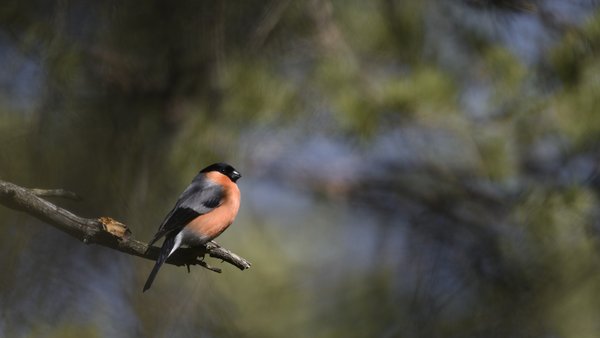 ein Vogel mit einem rötlichen Bauch sitzt auf einem Ast