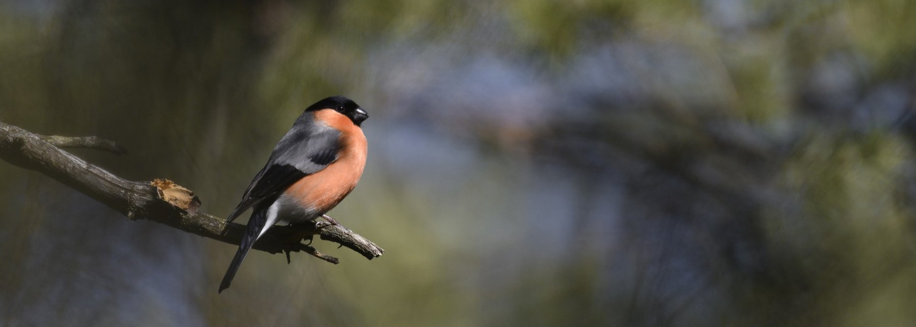 ein Vogel mit einem rötlichen Bauch sitzt auf einem Ast