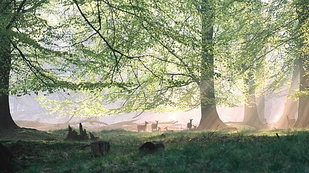 Filmstill Das grüne Wunder 