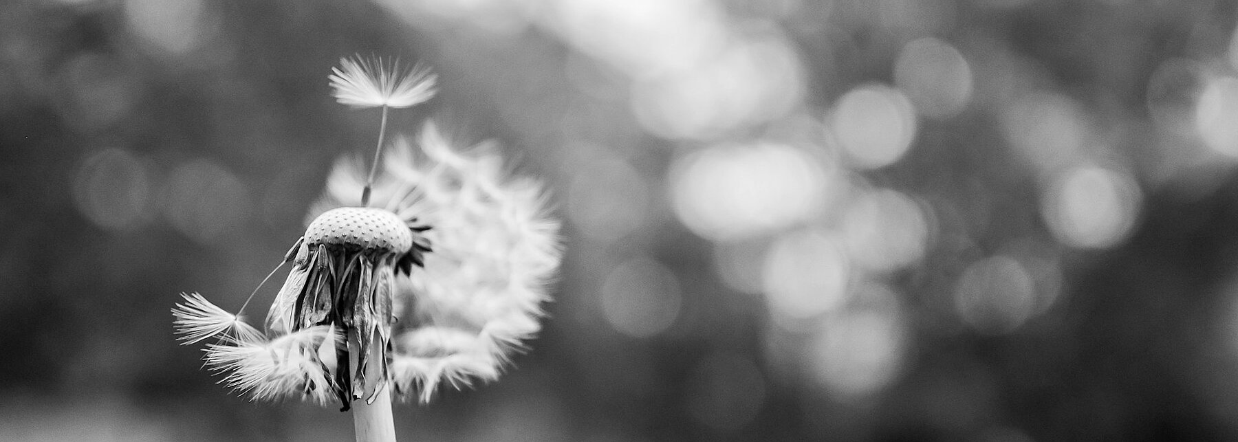 Pusteblume in schwarz weiß